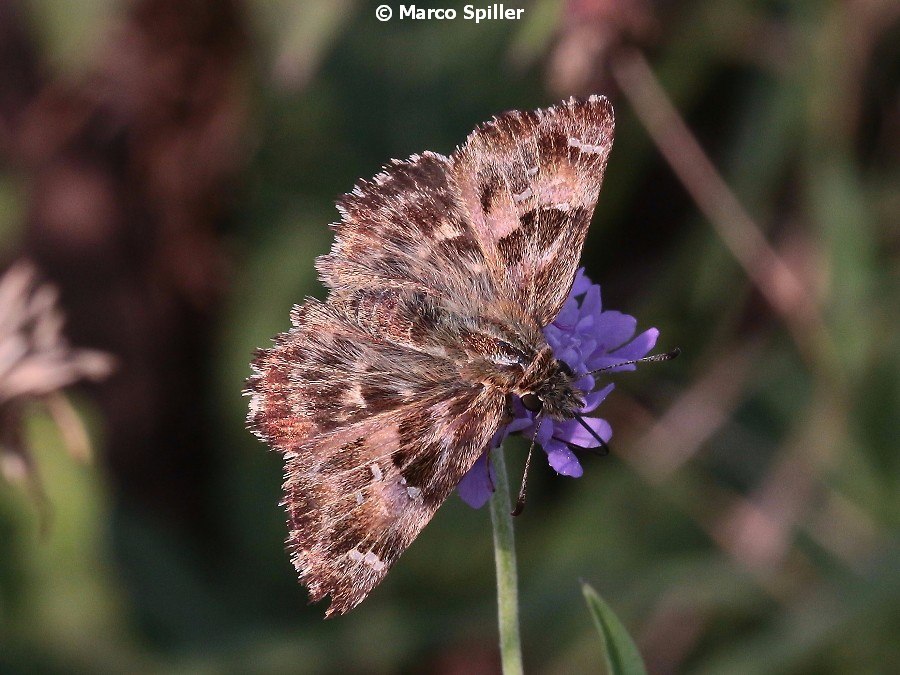 Carcharodus alceae